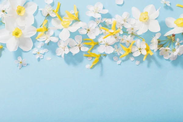 Narcisos y flores de cerezo sobre fondo azul — Foto de Stock