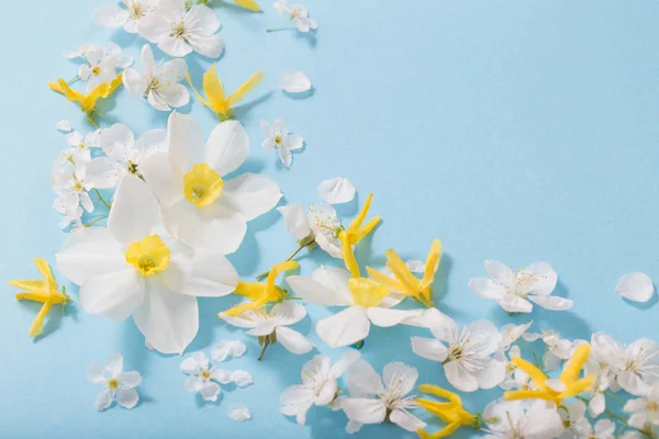 Jonquilles et fleurs de cerisier sur fond bleu — Photo