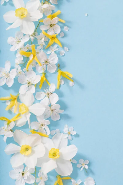 Narcisi e fiori di ciliegio su sfondo blu — Foto Stock