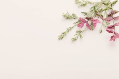 beyaz zemin üzerinde bitkiler