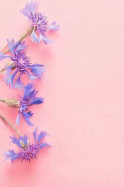 pembe Kağıt arka planda mavi peygamberçiçekleriyle