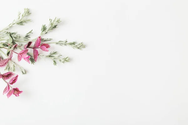 Plantas em fundo branco — Fotografia de Stock