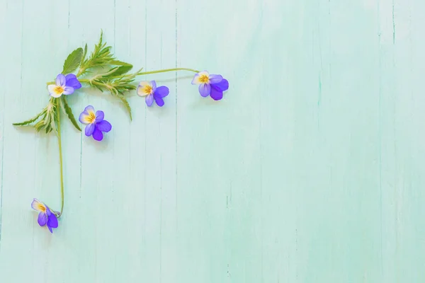 Viola květiny na dřevěném pozadí — Stock fotografie