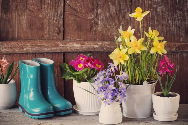 Herramientas de jardinería y flores de primavera sobre fondo de madera — Foto de Stock