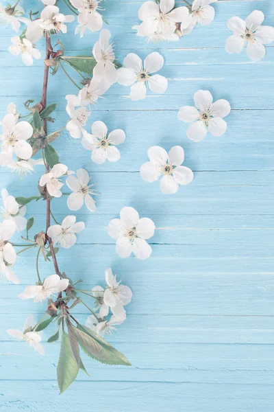 Flores de primavera no fundo de madeira azul — Fotografia de Stock