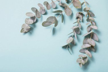 okaliptüs yaprakları kağıt arkaplanda 