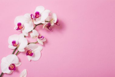 Pembe kağıtta beyaz orkide çiçekleri