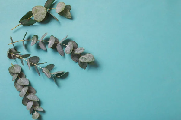 Folhas de eucalipto sobre fundo de papel — Fotografia de Stock
