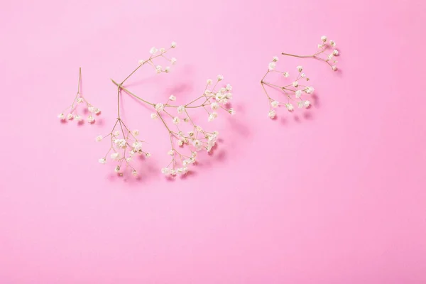 Flores de gypsophila sobre fondo de papel rosa — Foto de Stock
