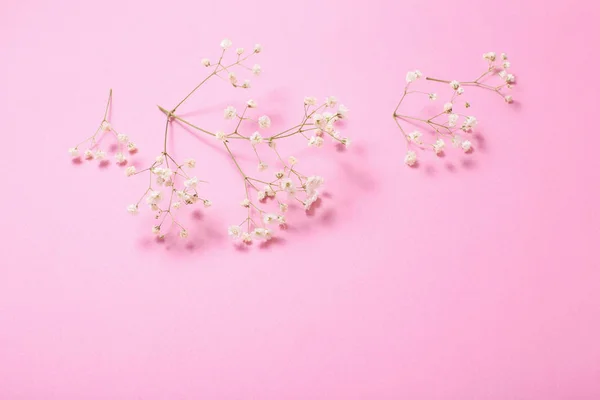 Cyganka kwiaty na różowym tle papieru — Zdjęcie stockowe