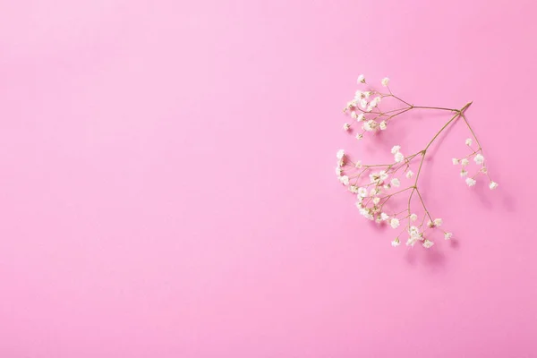 분홍색 종이 배경에 있는 자이언트 초파리 꽃들 — 스톡 사진