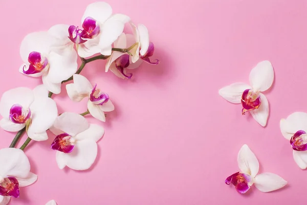 Vit orkidé blommor på rosa papper bakgrund — Stockfoto