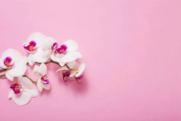 Flores brancas da orquídea no fundo de papel rosa — Fotografia de Stock