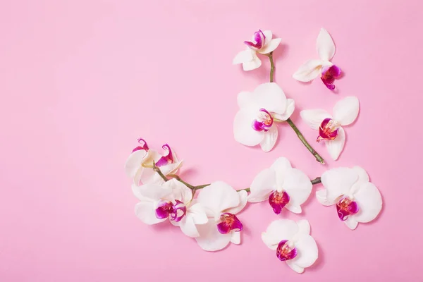 White orchid flowers  on pink paper background — 스톡 사진