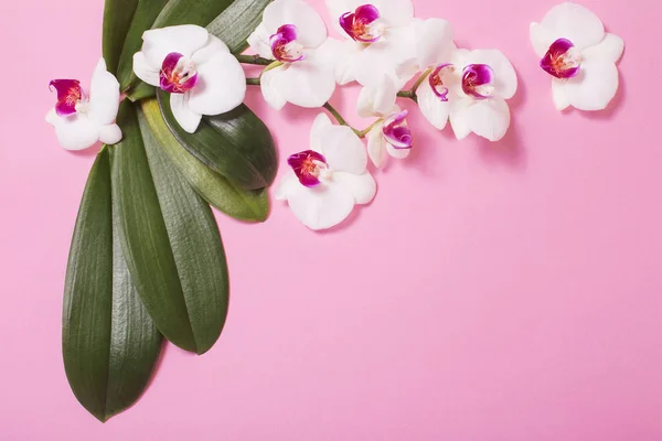 Orchid flowers and green leaves on pink paper background — ストック写真