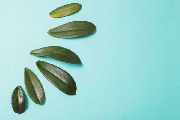 Orchid leaves on blue paper background — ストック写真