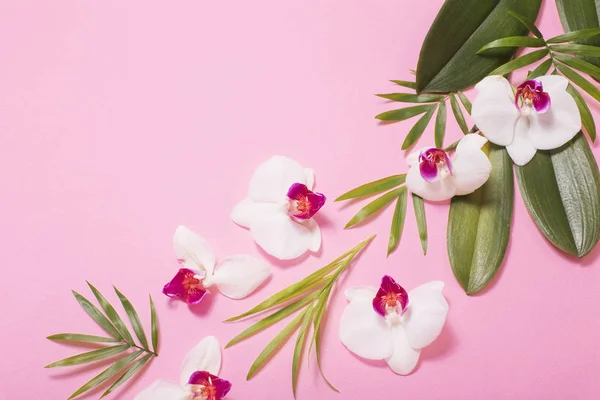 Flores de orquídea e folhas verdes no fundo de papel rosa — Fotografia de Stock