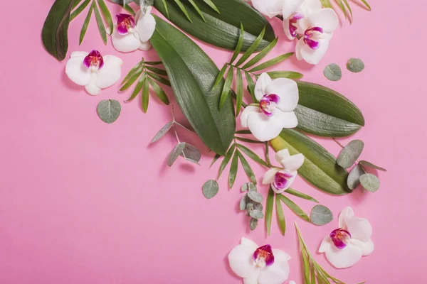 Flores de orquídea e folhas verdes no fundo de papel rosa — Fotografia de Stock