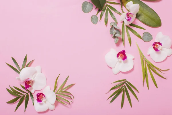 Orchid flowers and green leaves on pink paper background — ストック写真