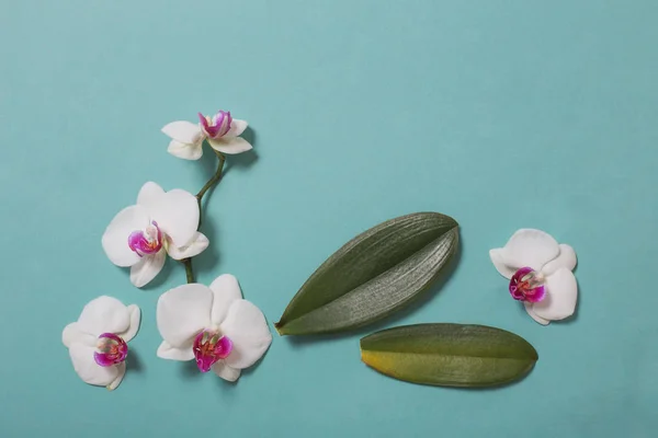 Orchid flowers and green leaves on mint color paper background — ストック写真