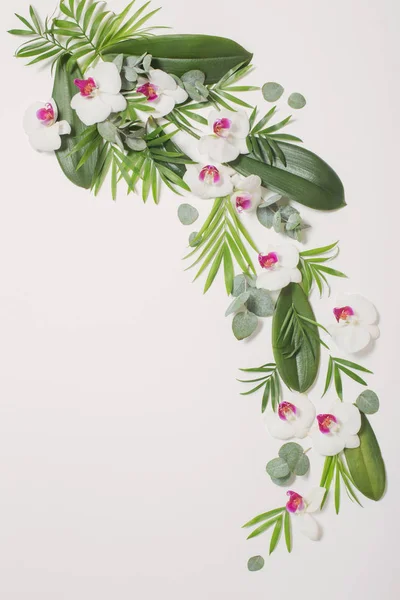 Beyaz arkaplanda orkide çiçekleri ve yeşil yapraklar — Stok fotoğraf