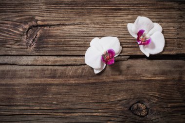 Eski ahşap arka planda güzel orkideler