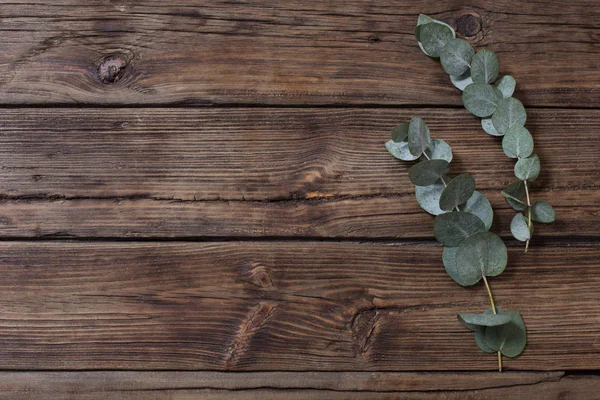 Eucalipto su vecchio sfondo di legno scuro — Foto Stock