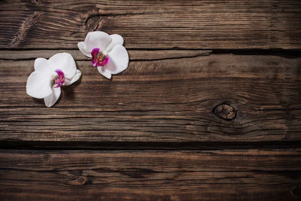 Beautiful orchids on old wooden background — ストック写真