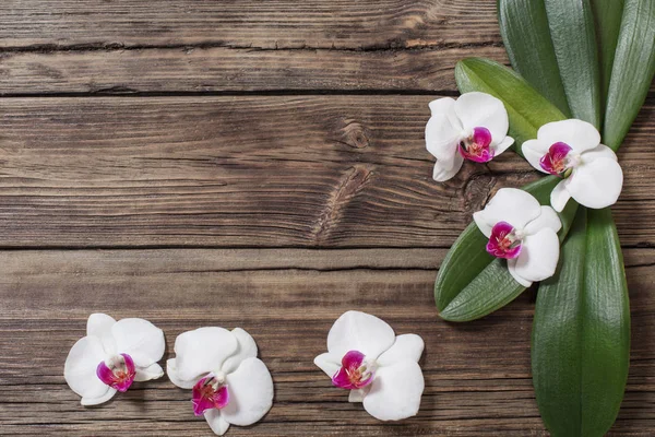 Belas orquídeas no velho fundo de madeira — Fotografia de Stock
