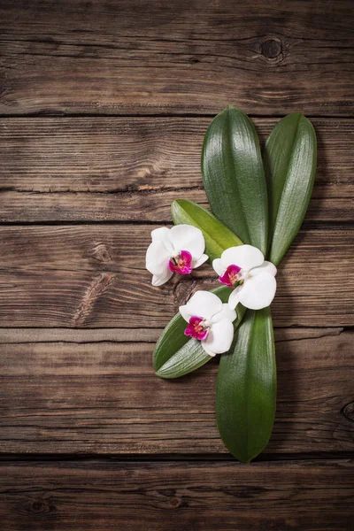 Hermosas orquídeas sobre fondo de madera viejo — Foto de Stock