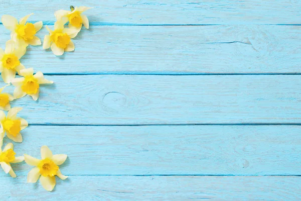 Spring yellow narcissus on blue wooden background — 스톡 사진