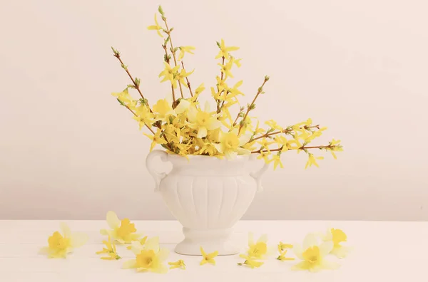 Forsythia flores em vaso sobre fundo branco — Fotografia de Stock
