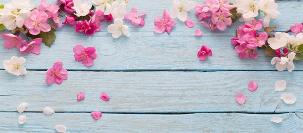 Spring apple pink and white flowers on blue wood background — Stok Foto
