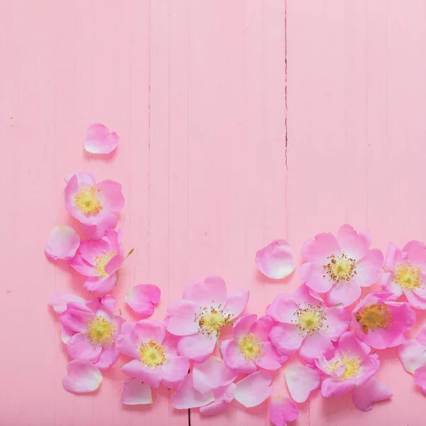 Frame of pink roses on pink wooden background — Stock Photo, Image
