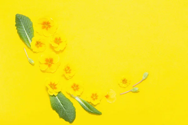 Flores de primavera sobre fondo amarillo — Foto de Stock