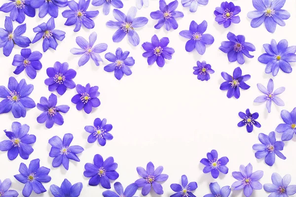 Frühling blaue Blumen auf weißem Hintergrund — Stockfoto