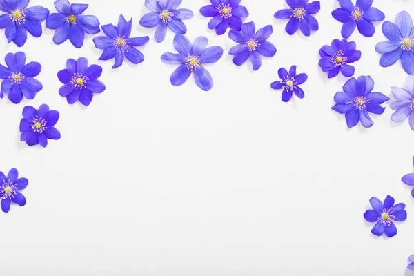 Frühling blaue Blumen auf weißem Hintergrund — Stockfoto