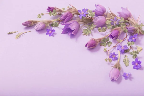 Krásné jarní květy na purpurovém pozadí — Stock fotografie