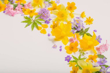 beyaz arkaplanda bahar çiçekleri