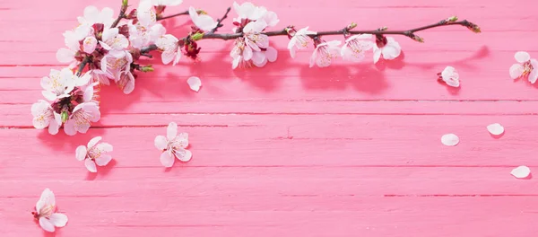 Flores de cerezo rosa sobre fondo de madera —  Fotos de Stock
