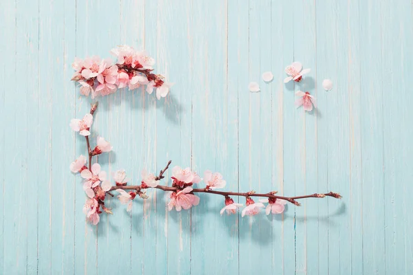 Rózsaszín cseresznyevirág fa háttérrel — Stock Fotó