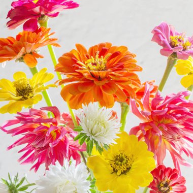 Beyaz arka plan üzerinde Zinnia çiçekler