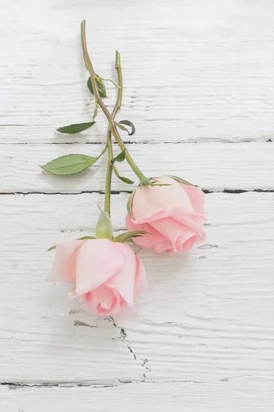 Rosas rosadas sobre fondo de madera blanco — Foto de Stock