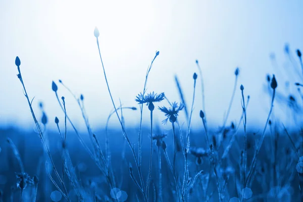 Gün Batımında Buğday Tarlasında Çiçek 2020 Yılının Rengi Klasik Mavi — Stok fotoğraf