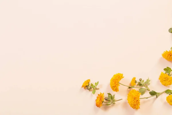 Crisantemos Naranjas Sobre Fondo Papel Amarillo —  Fotos de Stock