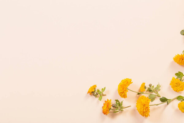 orange chrysanthemums on yellow paper background