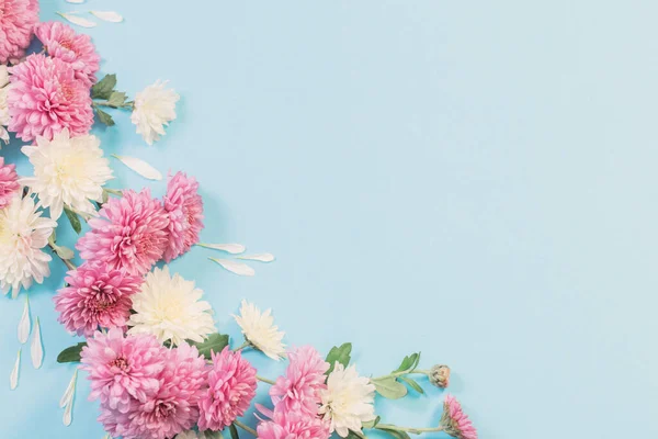 White Pink Chrysanthemums Blue Paper Background — Stock Photo, Image