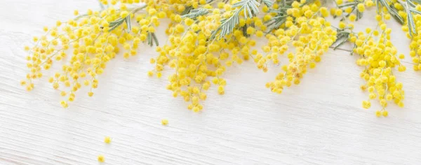 Mimosa White Wooden Background — Stock Photo, Image