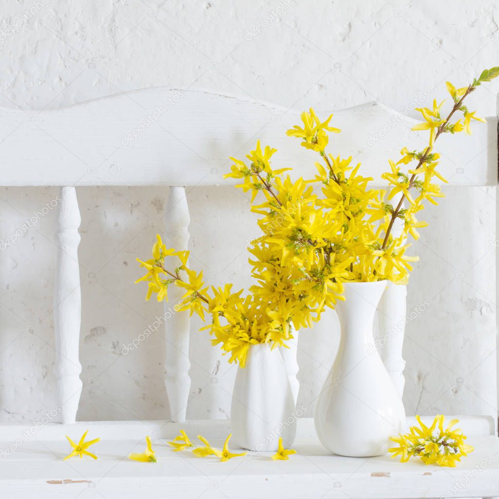 forsythia  in vase on vintage white background