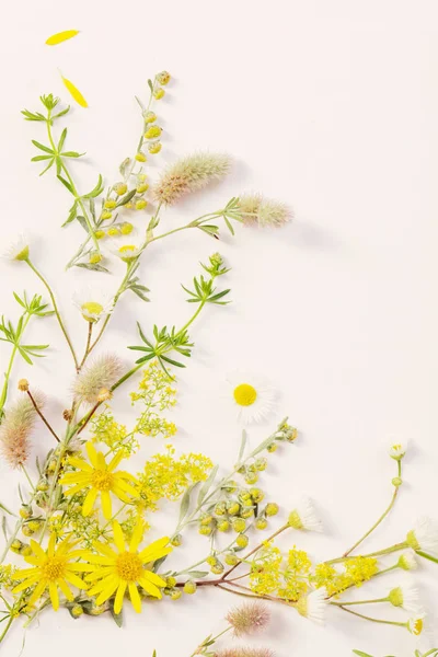 Wildblumen Auf Weißem Papier Hintergrund — Stockfoto